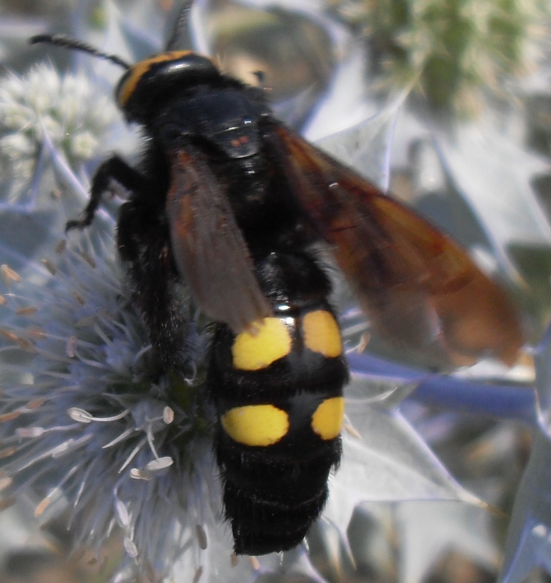 VESPA O CALABRONE GIGANTE? Megascolia m. flavifrons